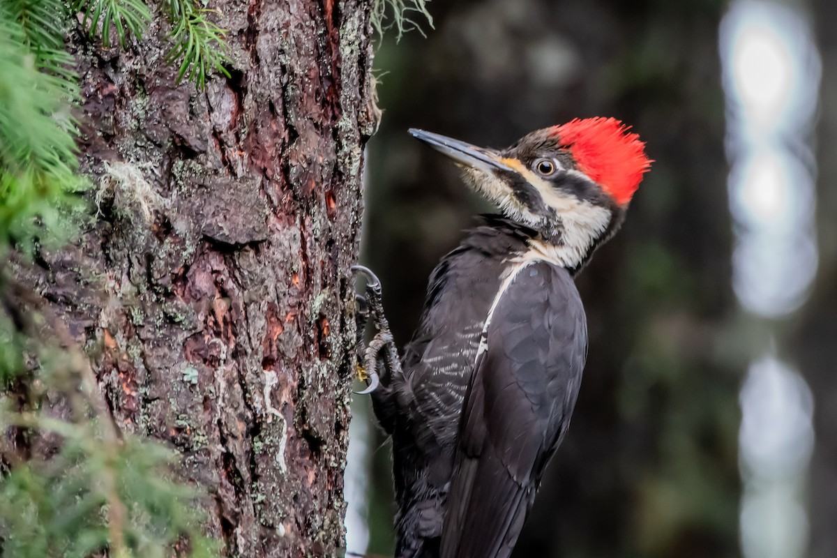 datel chocholatý - ML646861005
