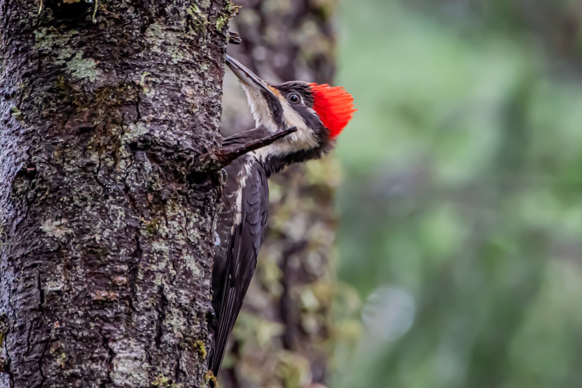 datel chocholatý - ML646861006