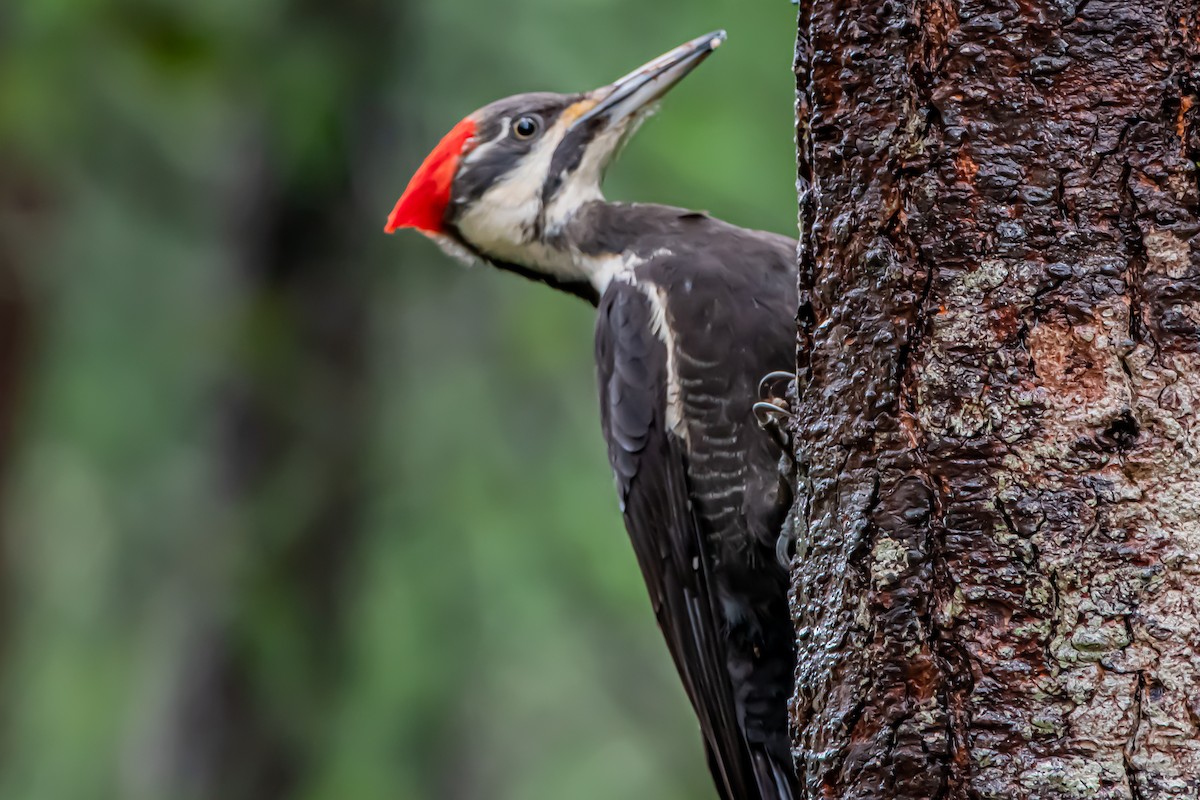 datel chocholatý - ML646861007