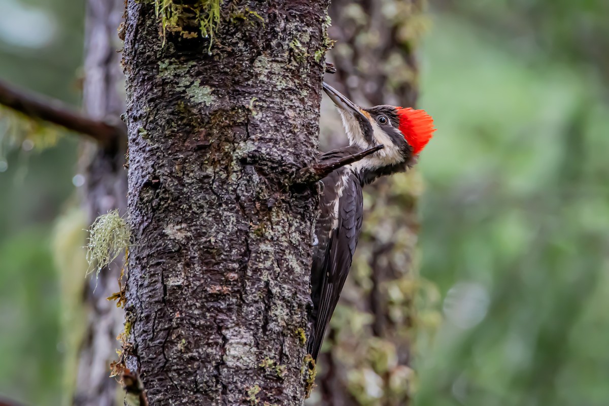 datel chocholatý - ML646861008