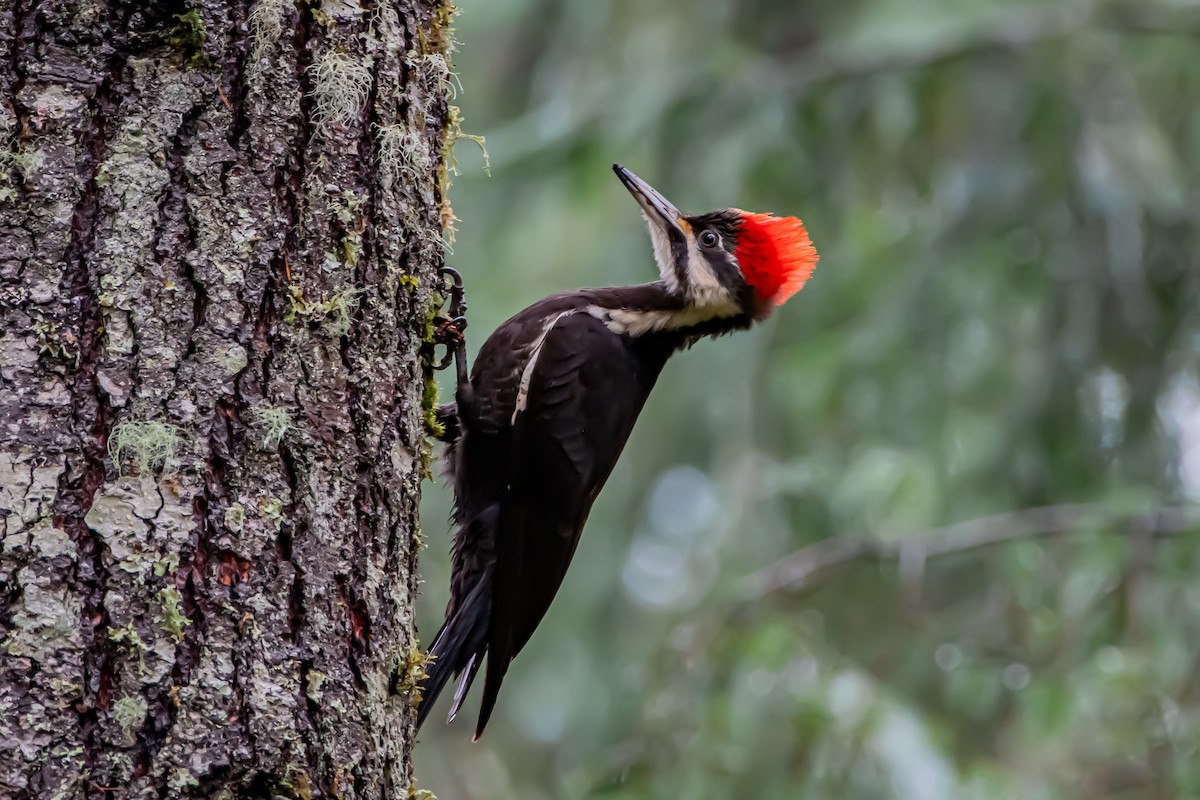 datel chocholatý - ML646861009
