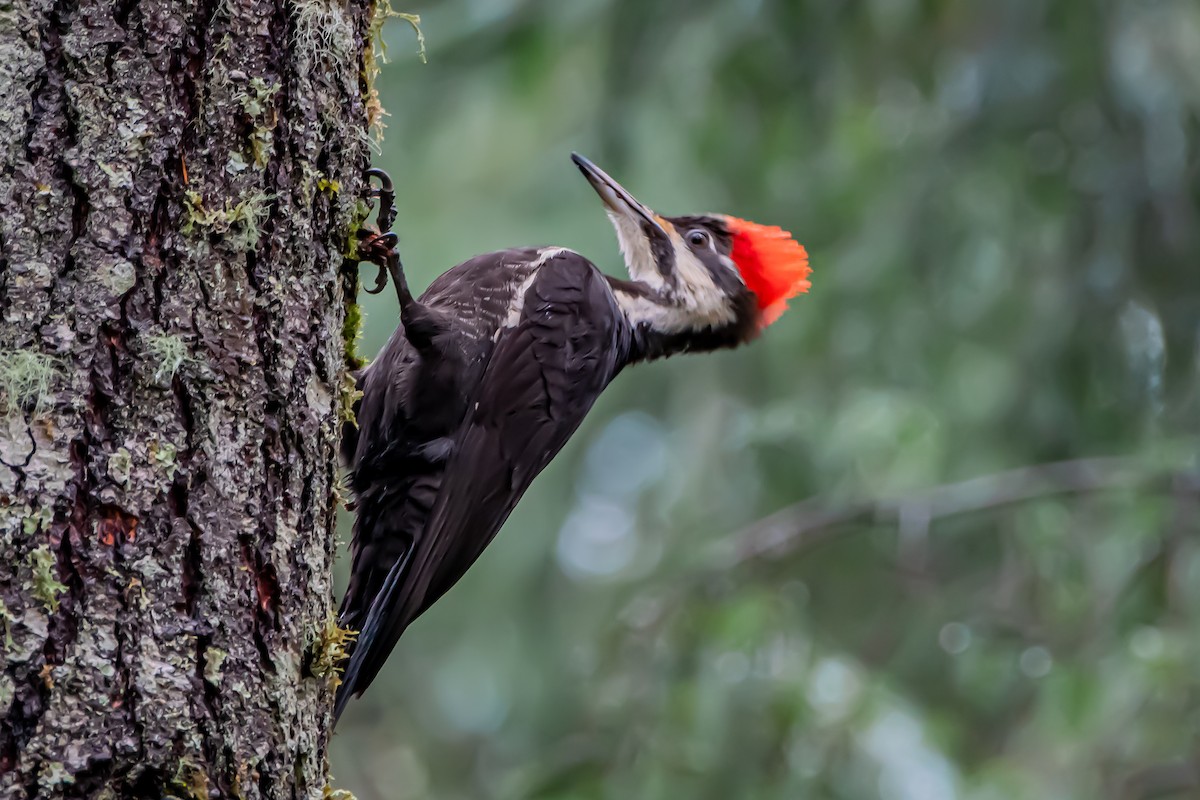 datel chocholatý - ML646861010