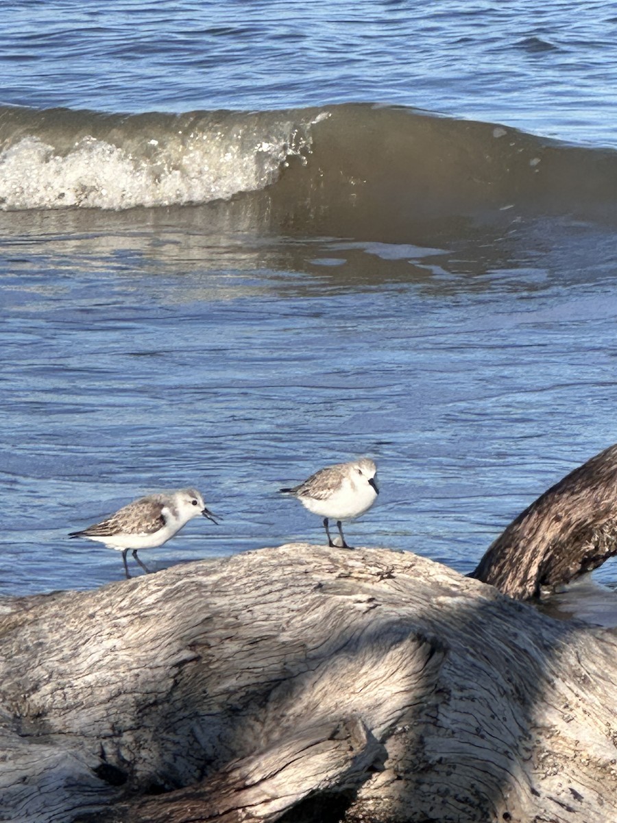 Sanderling - ML646861014