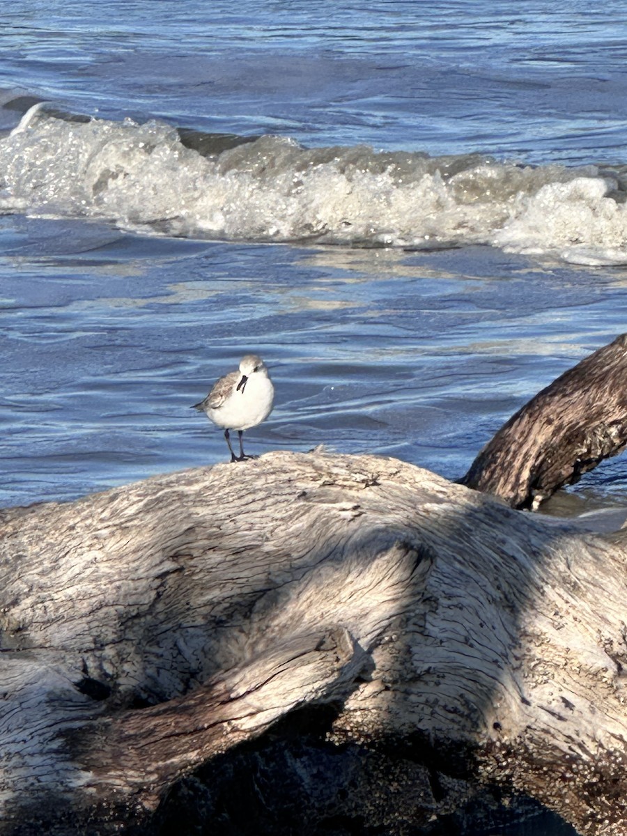 Sanderling - ML646861015