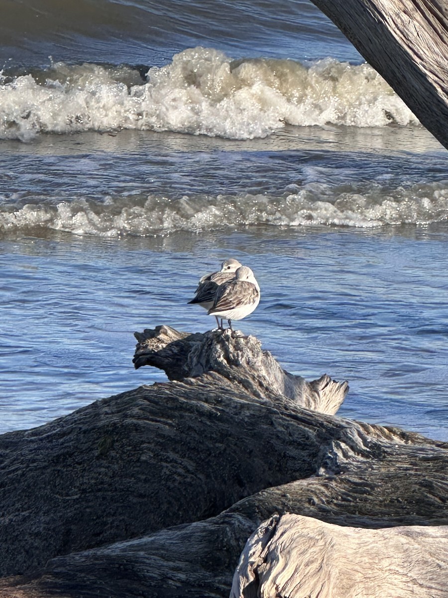 Sanderling - ML646861016