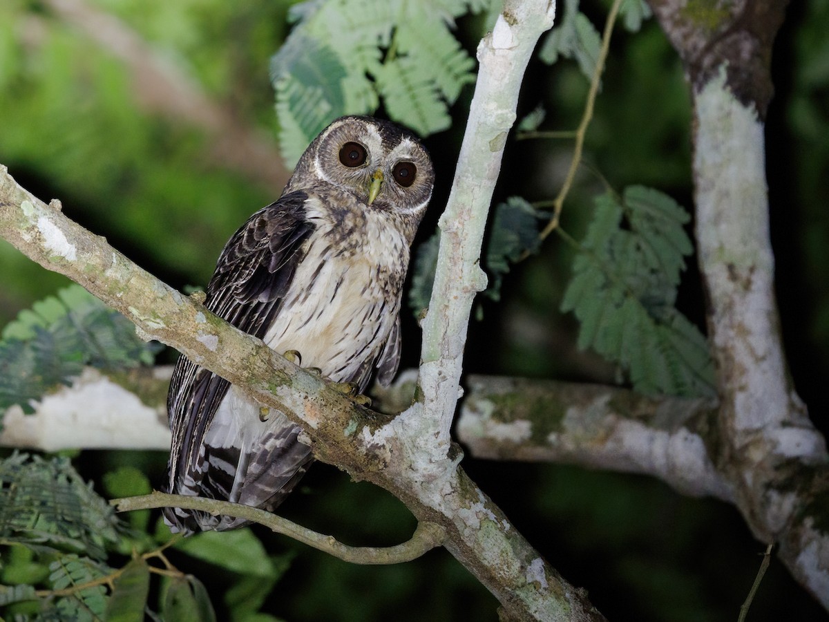 Benekli Alaca Baykuş [virgata grubu] - ML646861020