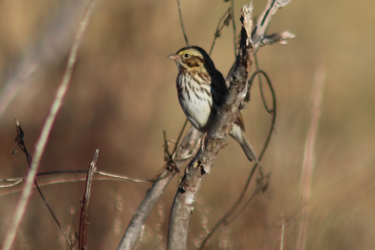 Savannah Sparrow - ML646861022