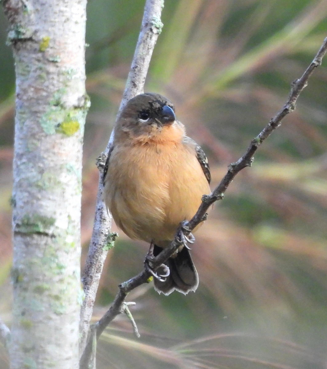 Morelet's Seedeater - ML646861025