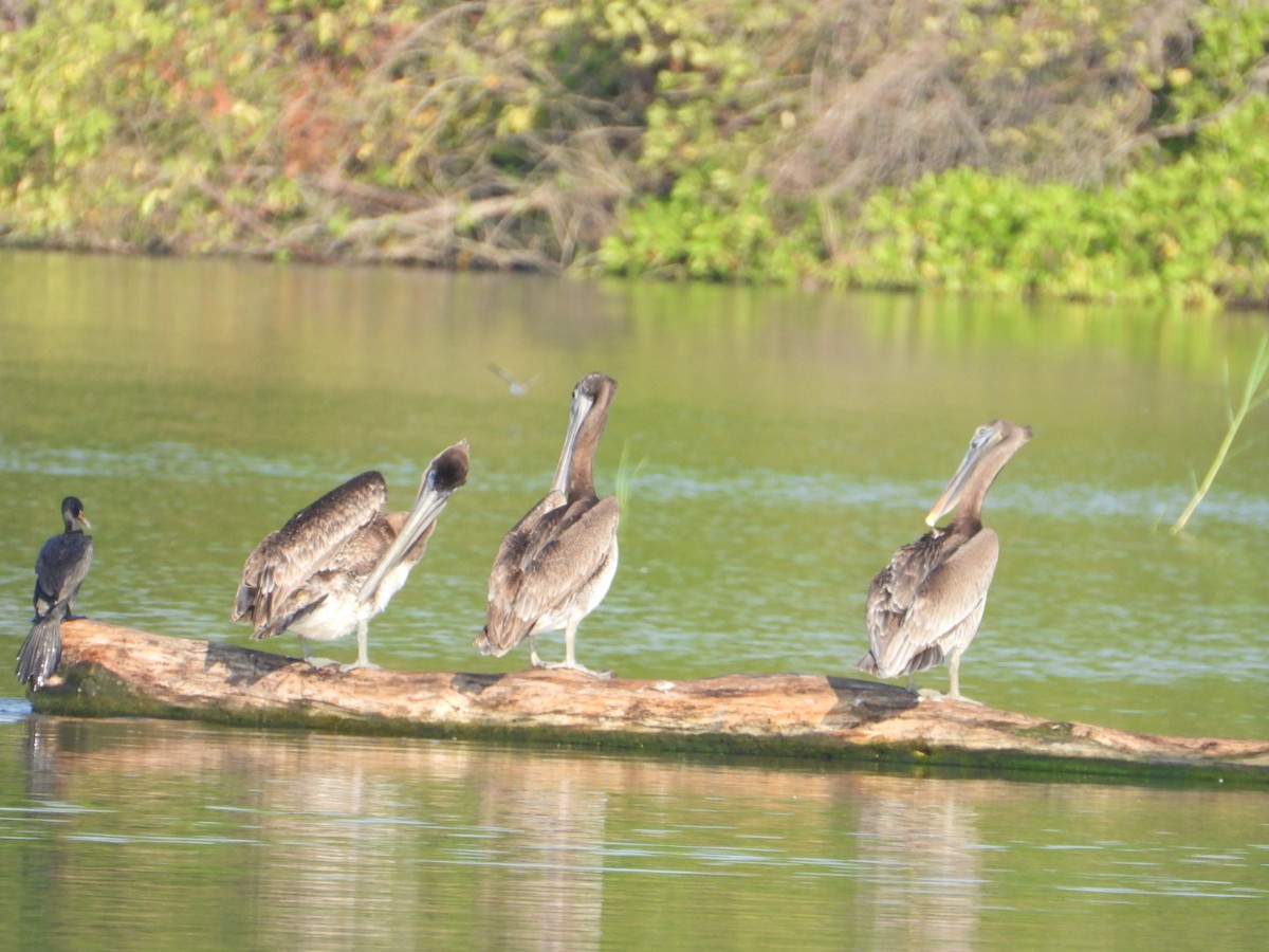 Brown Pelican - ML646861026