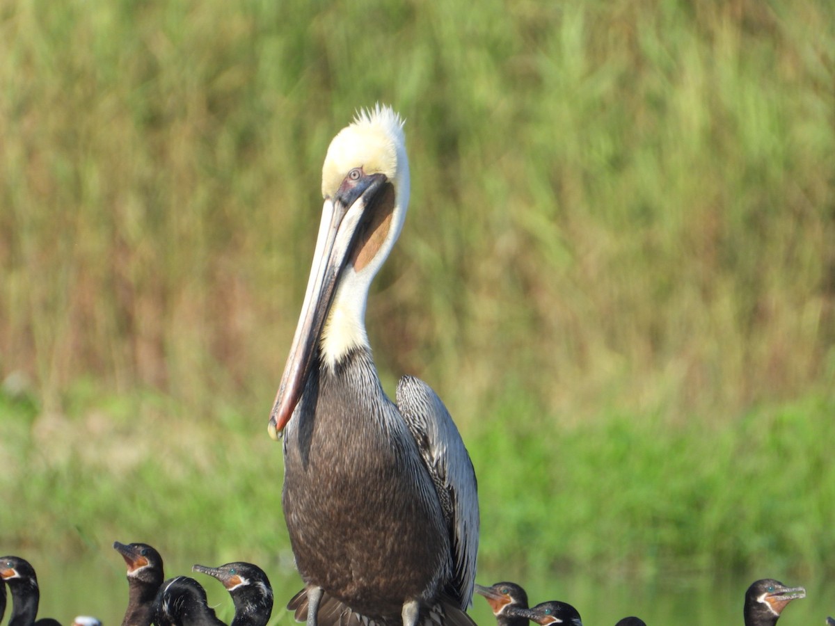 Brown Pelican - ML646861027
