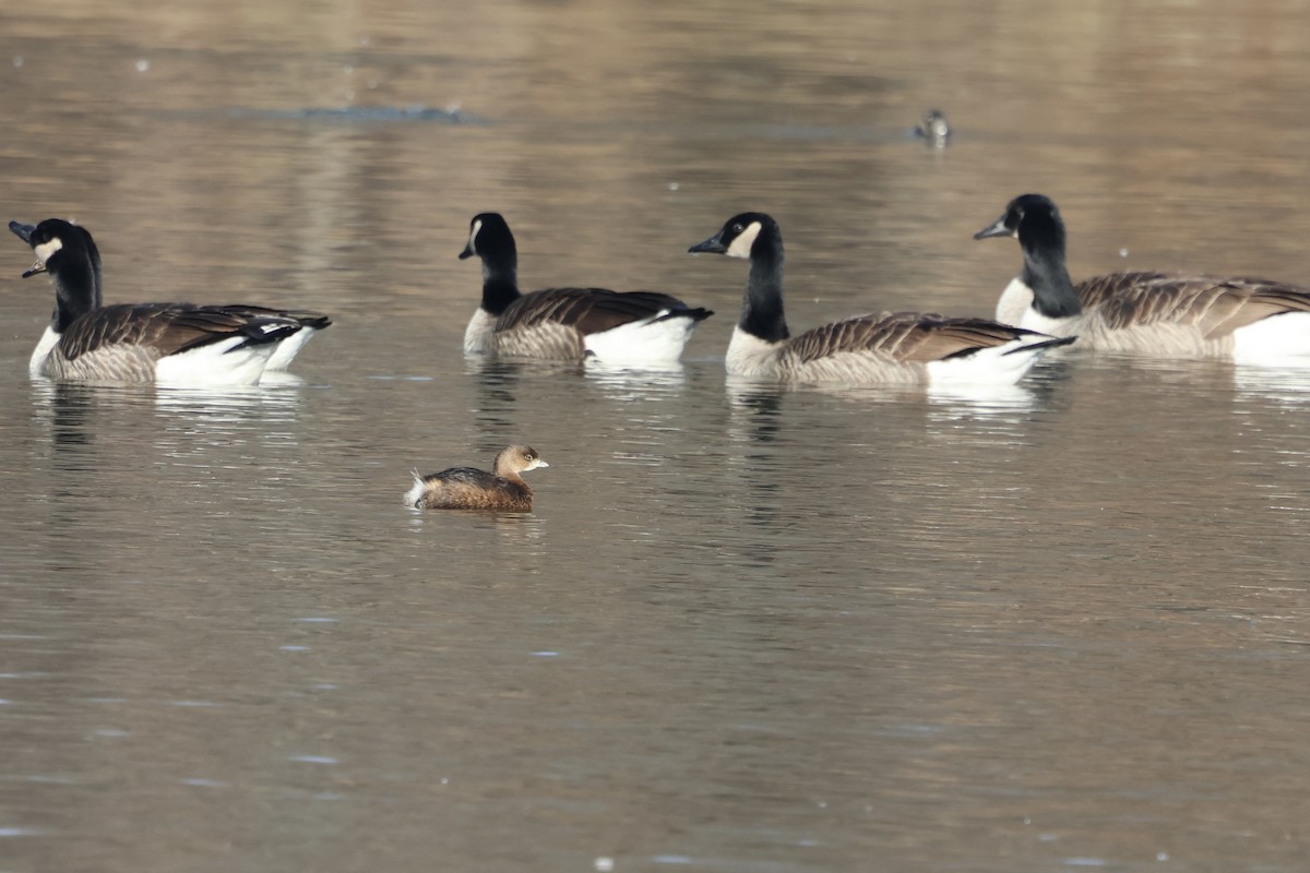 Pied-billed Grebe - ML646861031