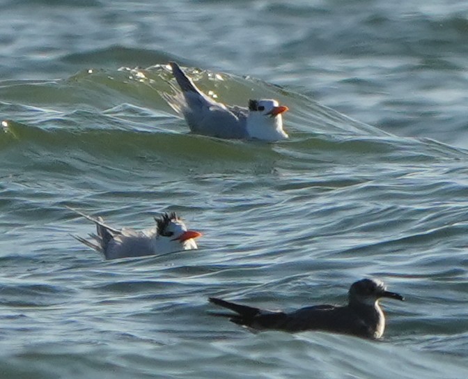 Txenada handi amerikarra - ML646861032