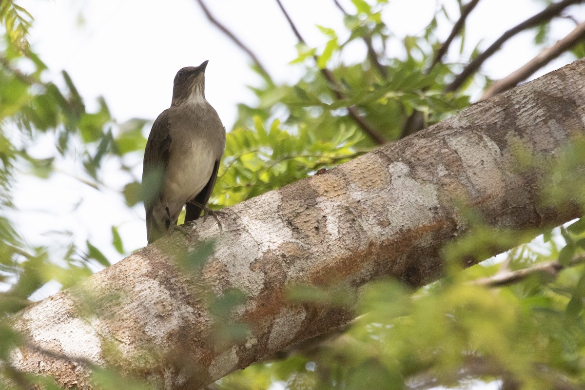 Pale-breasted Thrush - ML646861033