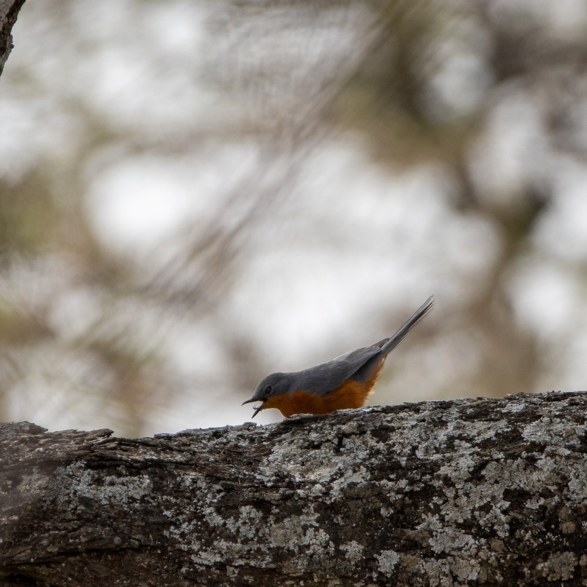 Silverbird - ML646861034