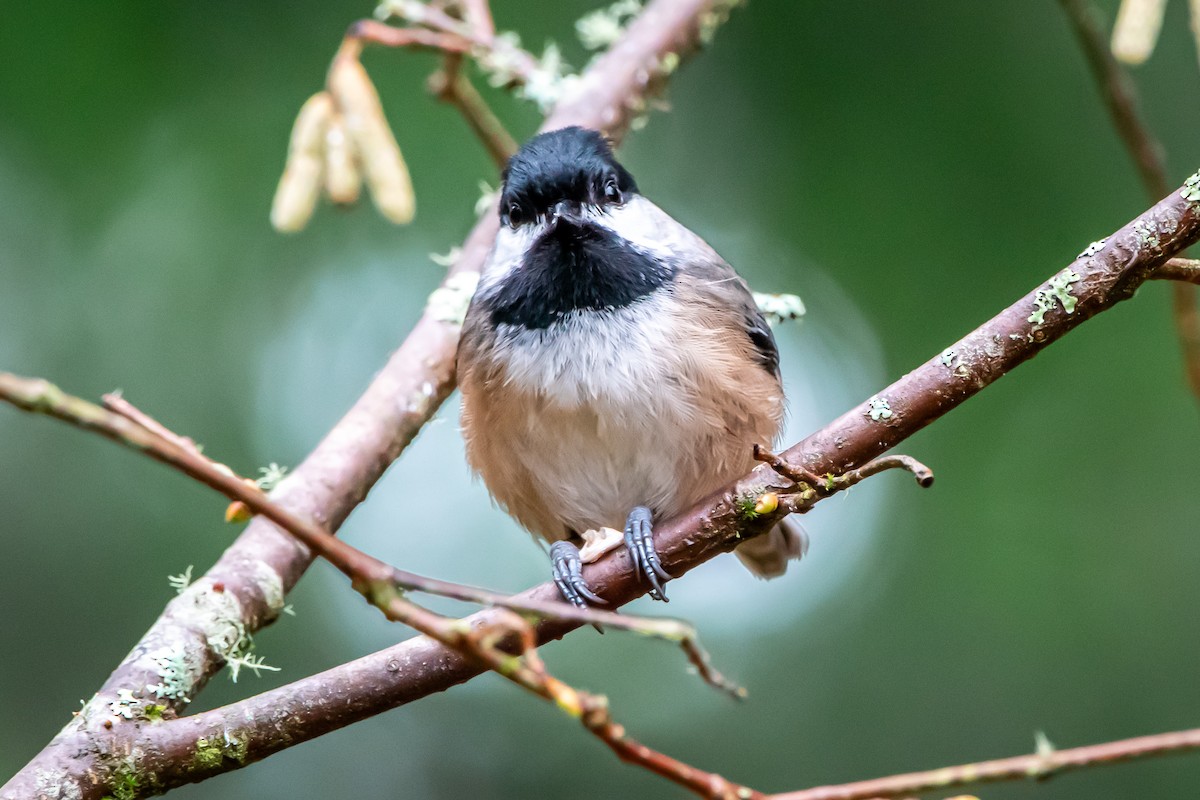 Black-capped Chickadee - ML646861047