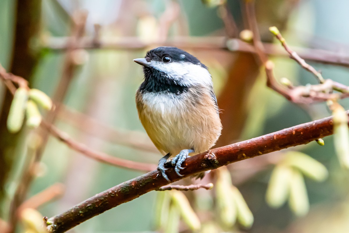 Black-capped Chickadee - ML646861050