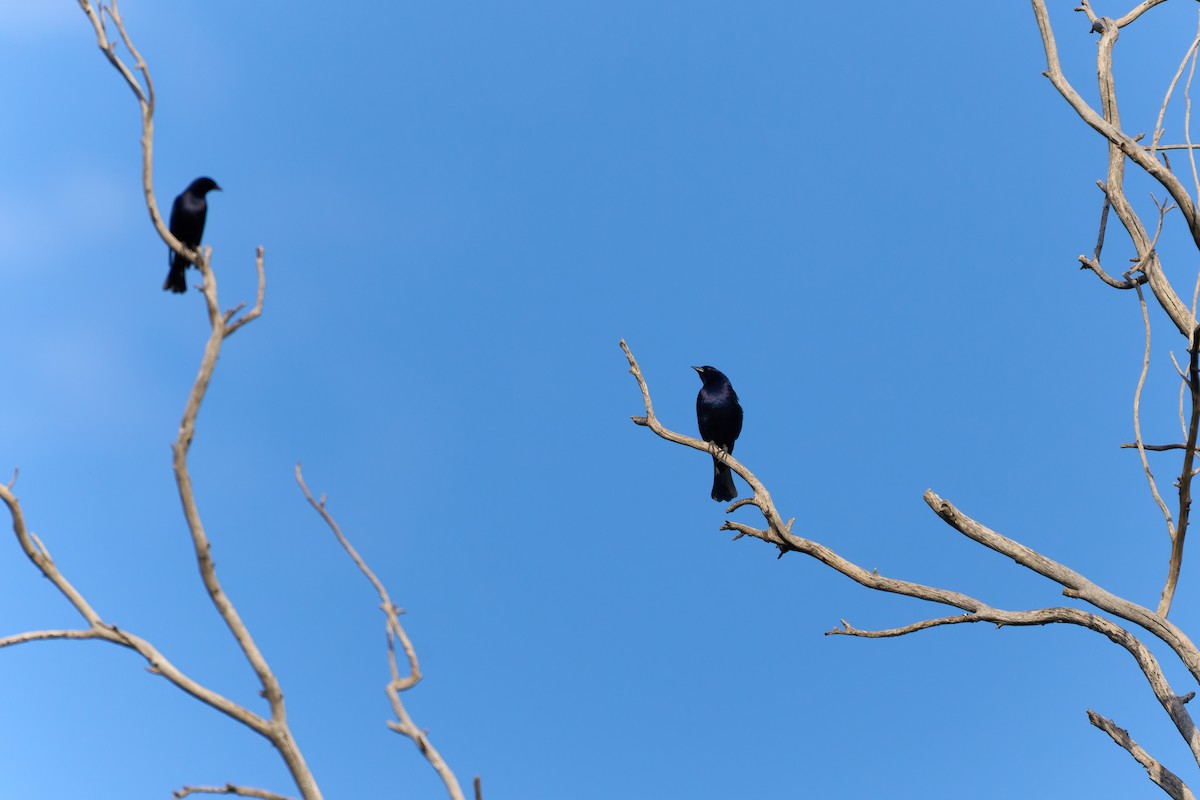 Shiny Cowbird - ML646861051