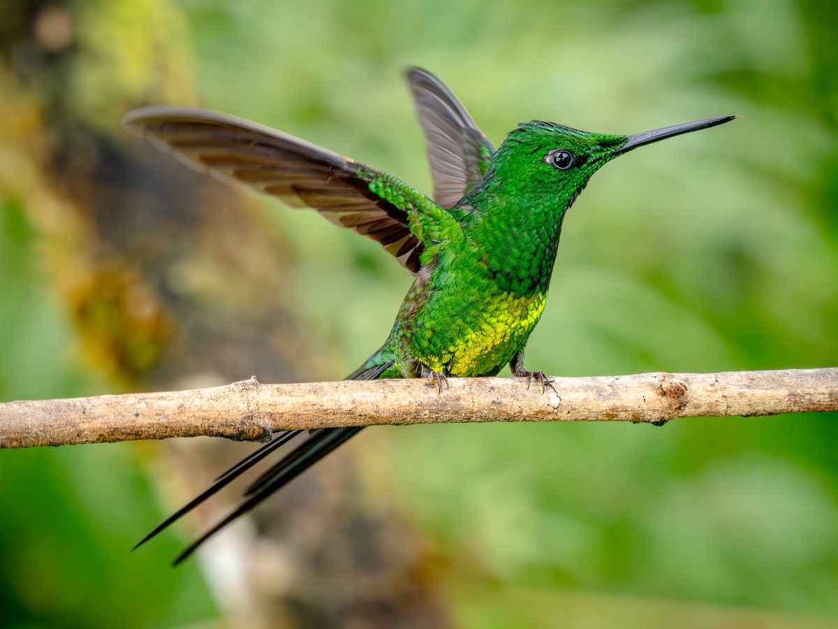 Empress Brilliant - ML646861054