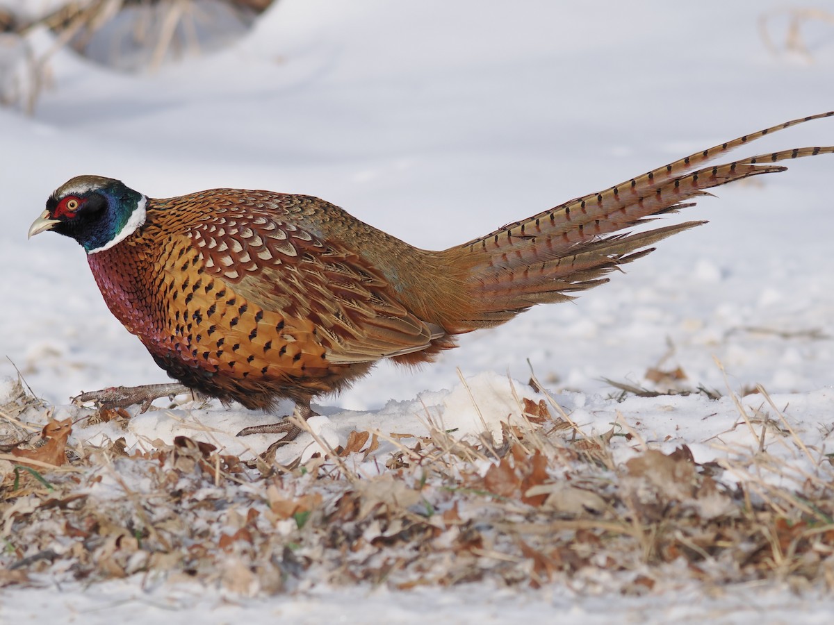 Фазан - ML646861057