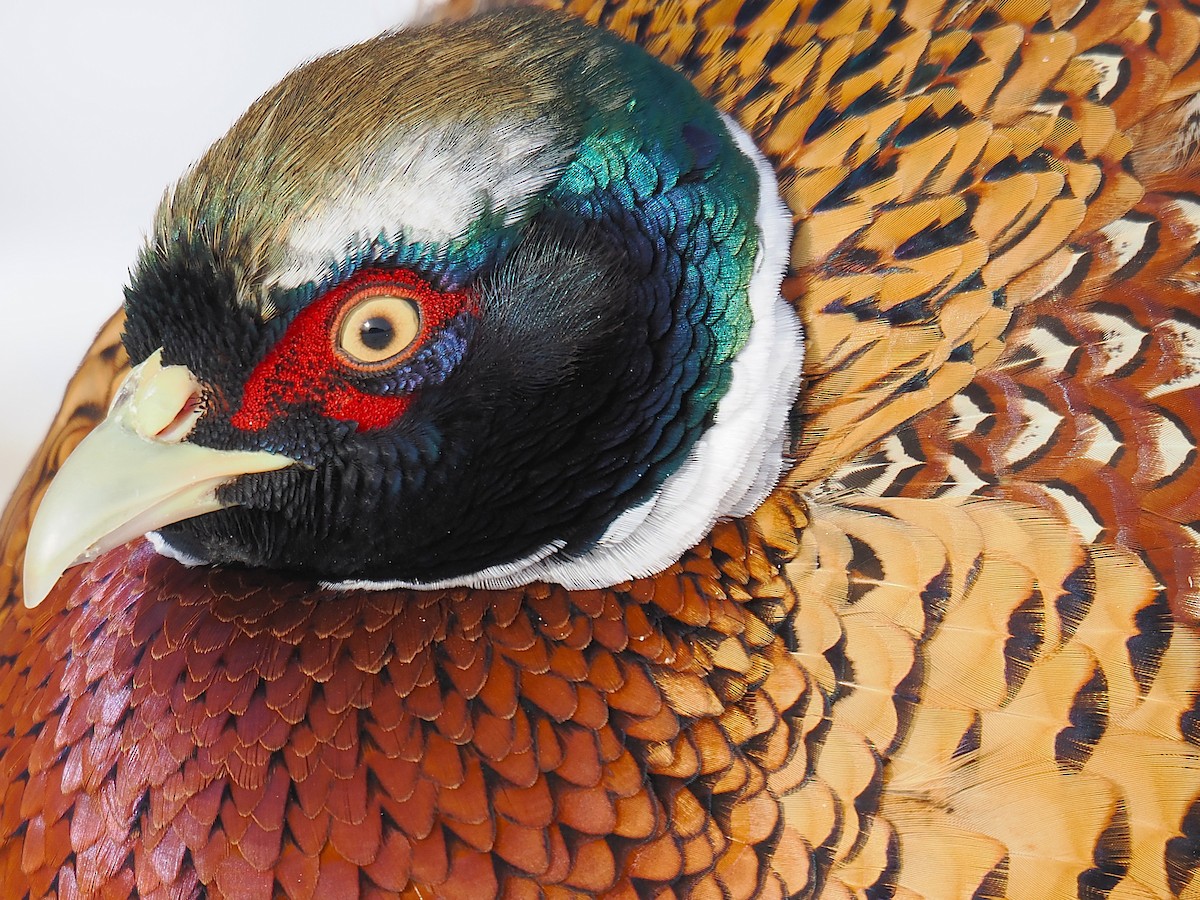 Фазан - ML646861059