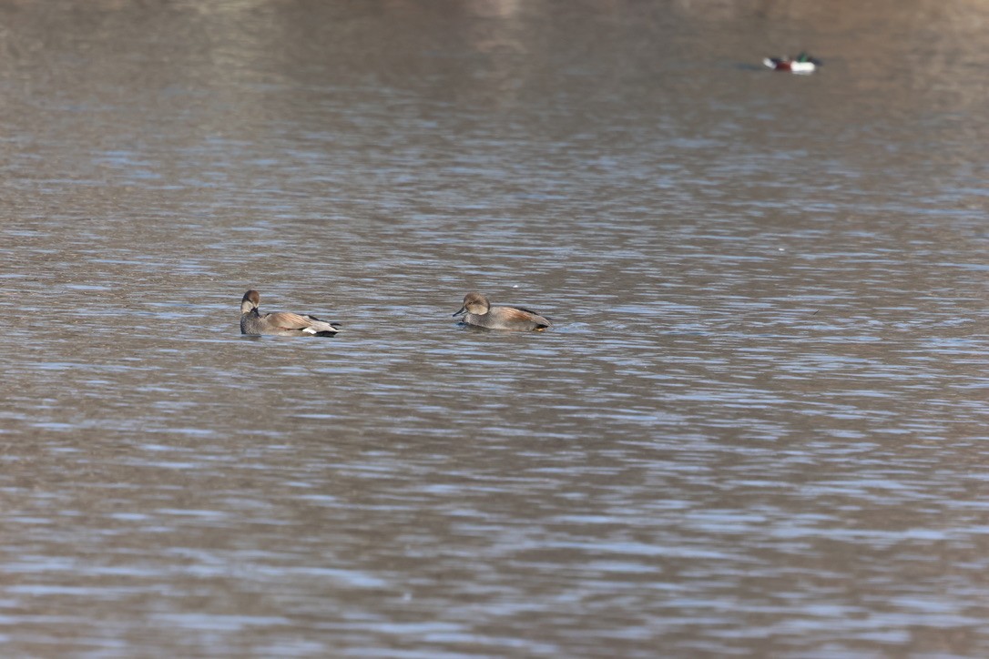 kopřivka obecná - ML646861060