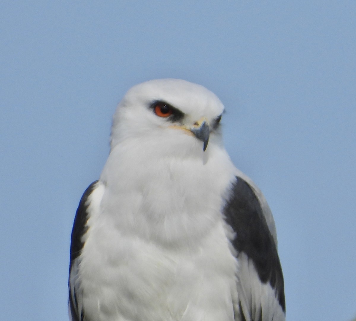 オジロトビ - ML646861065