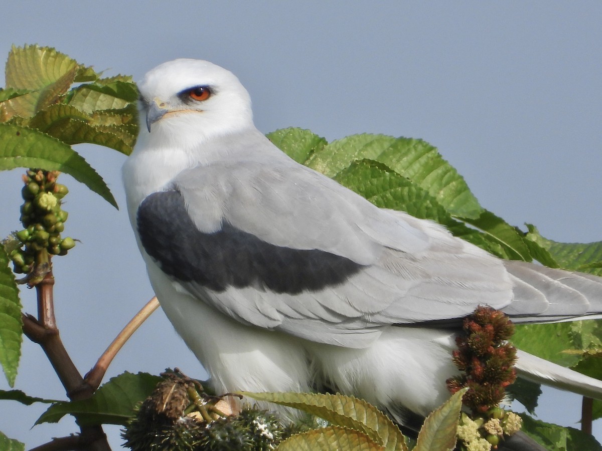 オジロトビ - ML646861067