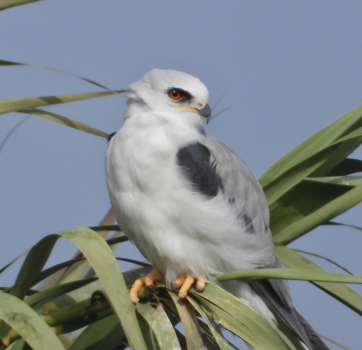 オジロトビ - ML646861068