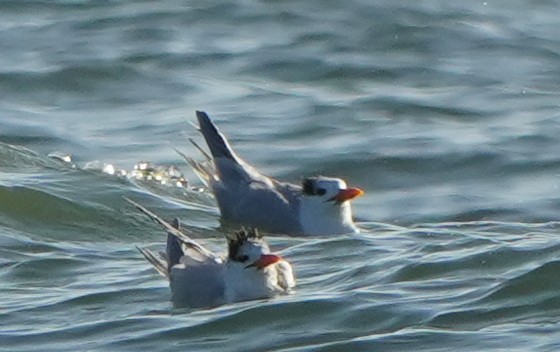 Txenada handi amerikarra - ML646861070