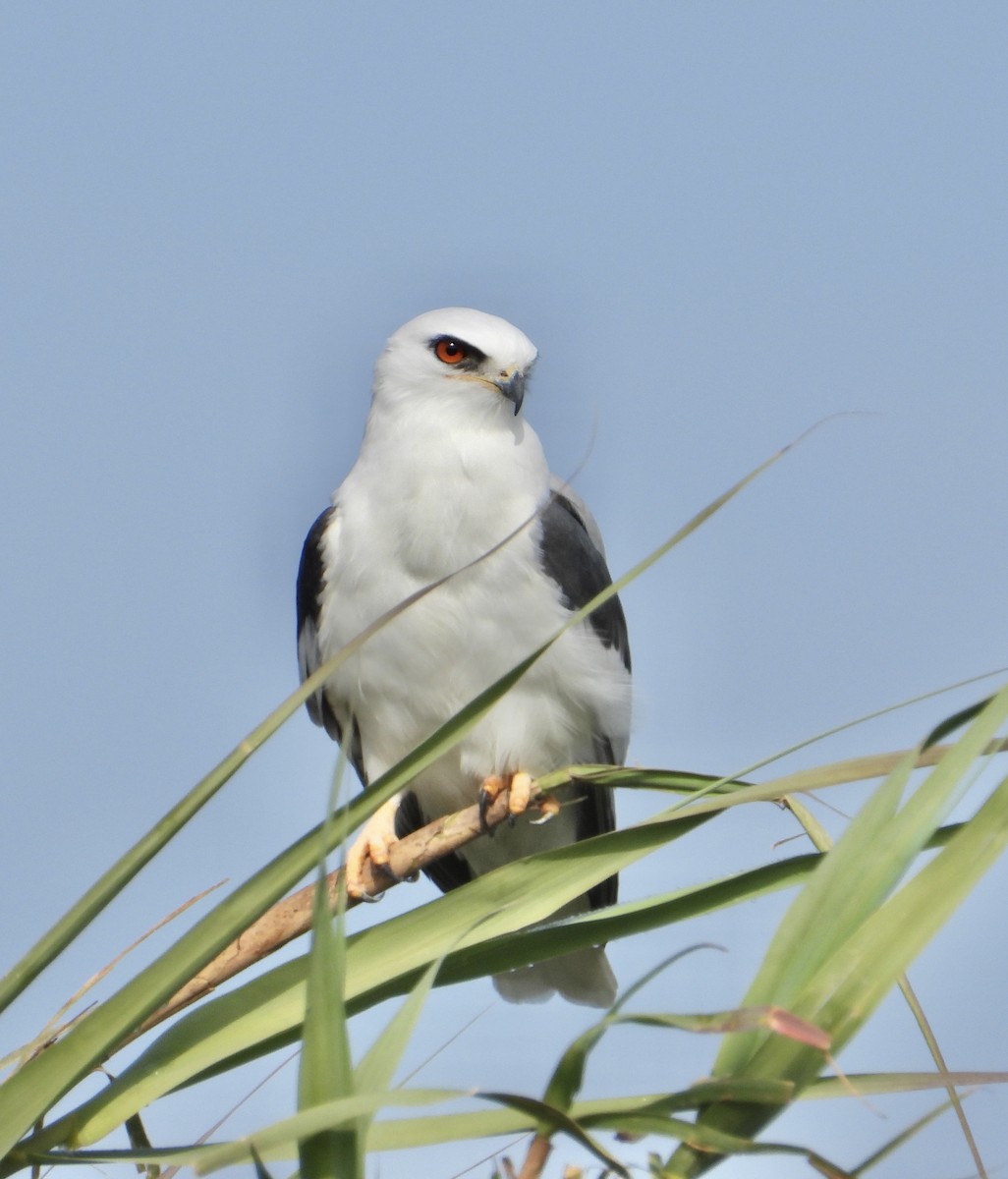 オジロトビ - ML646861071