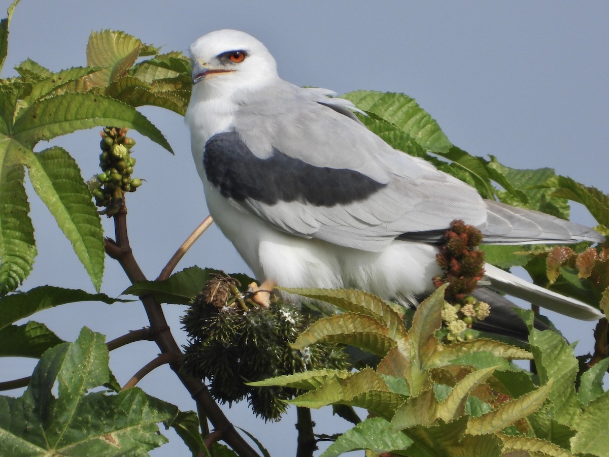 オジロトビ - ML646861072