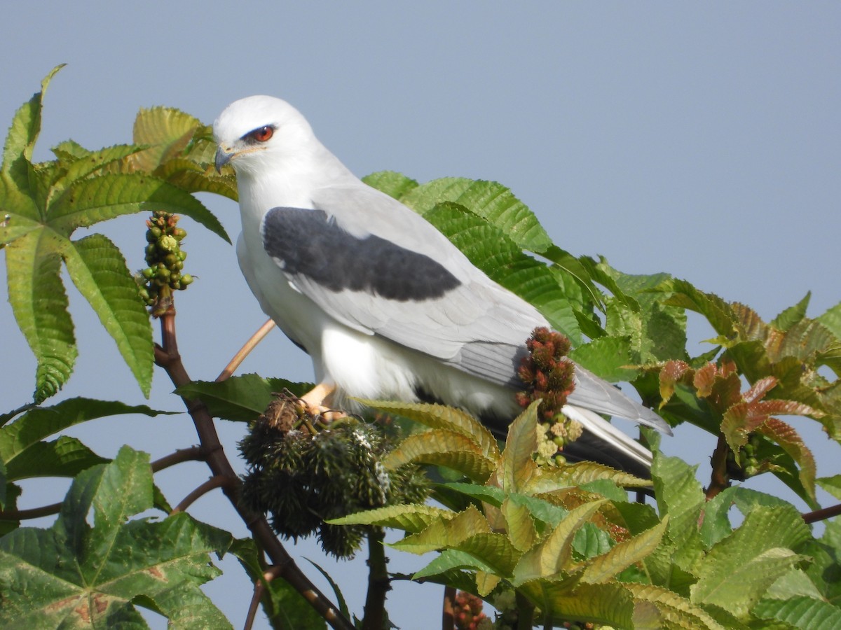 オジロトビ - ML646861073