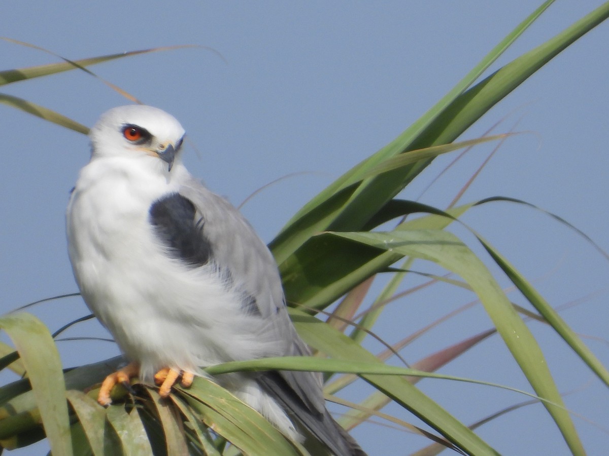 オジロトビ - ML646861074