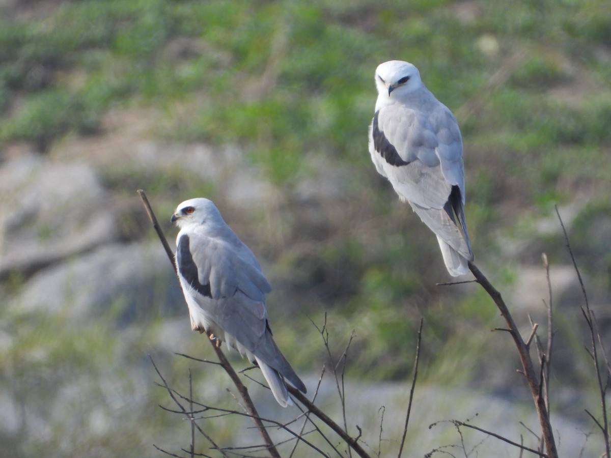 オジロトビ - ML646861075