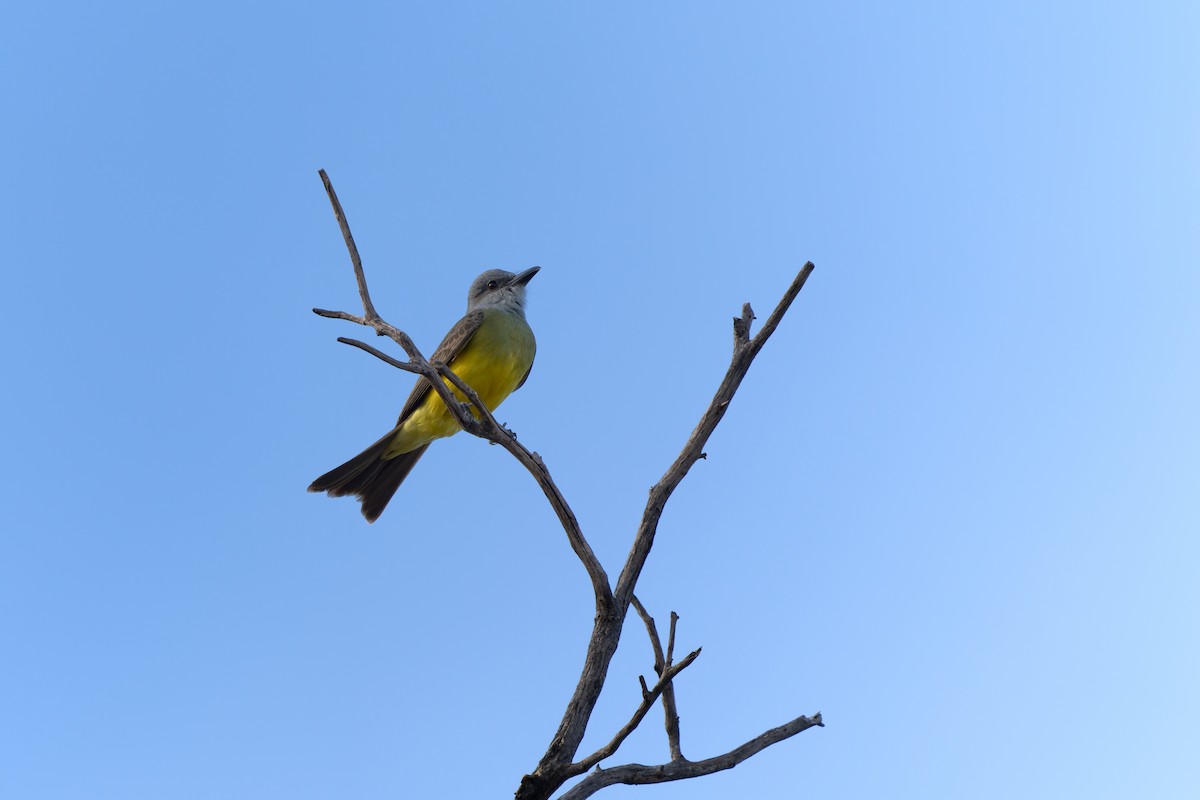 Sığır Tiranı - ML646861076