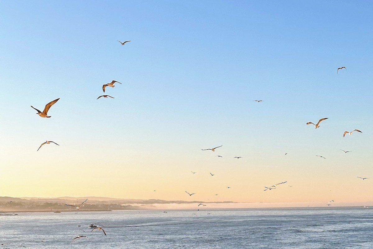 Parasitic Jaeger - ML646861077