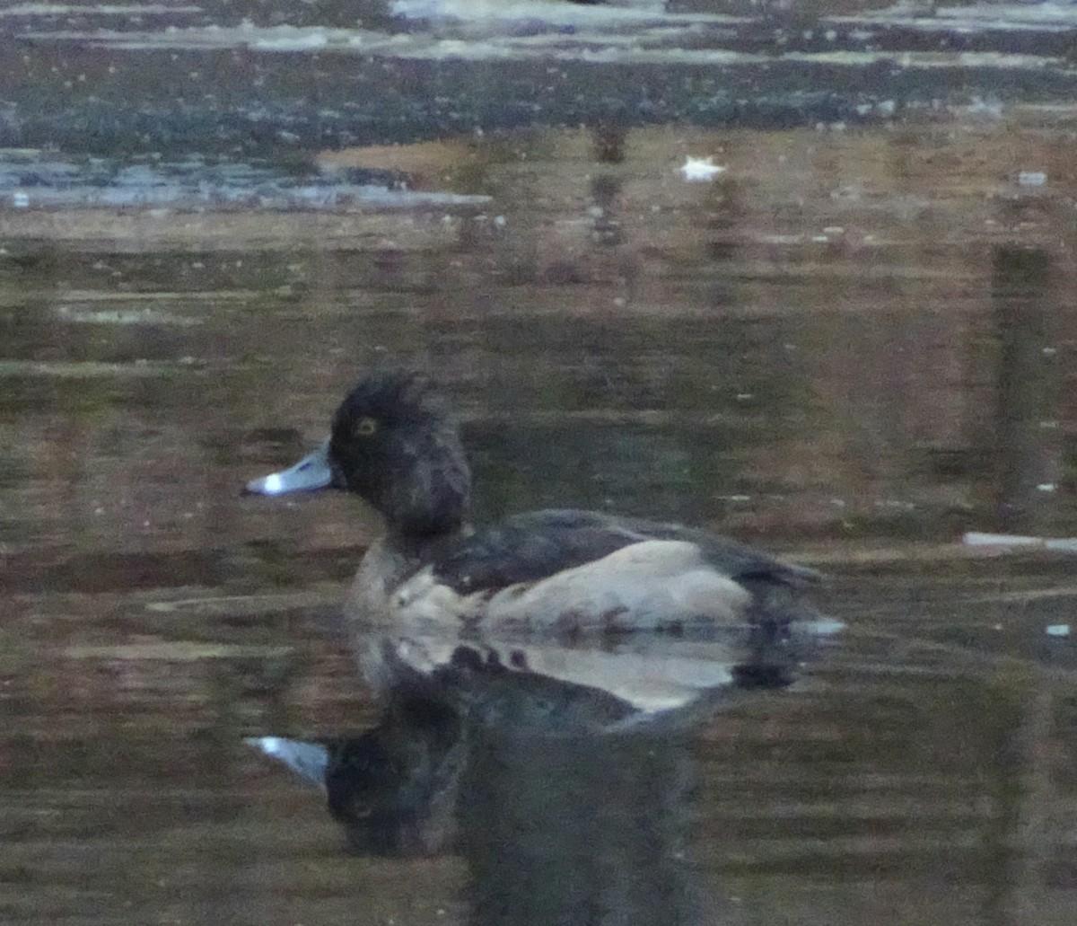 Halkalı Patka - ML646861078