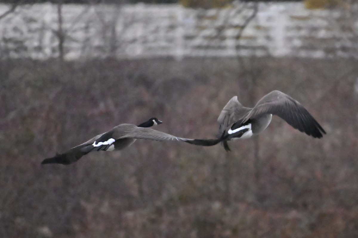 Canada Goose - ML646861080
