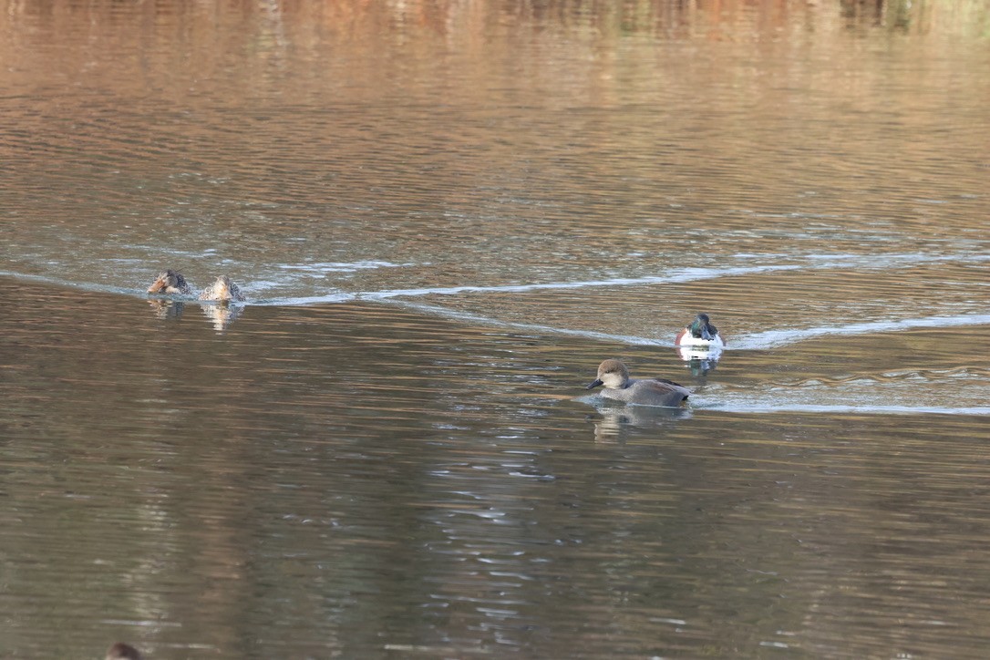 kopřivka obecná - ML646861081