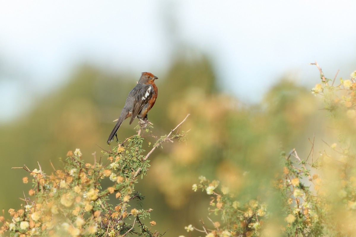 Рара червоновола - ML646861082