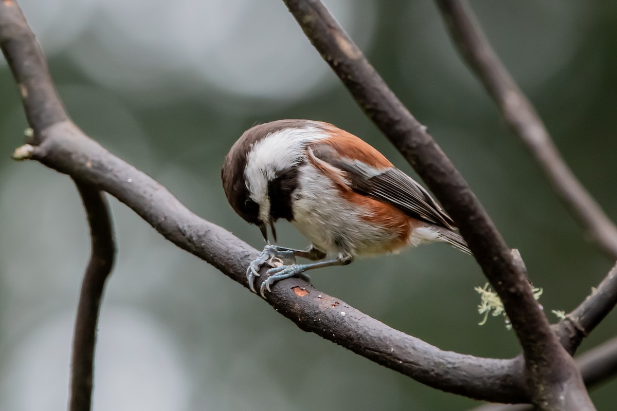 Chestnut-backed Chickadee - ML646861083