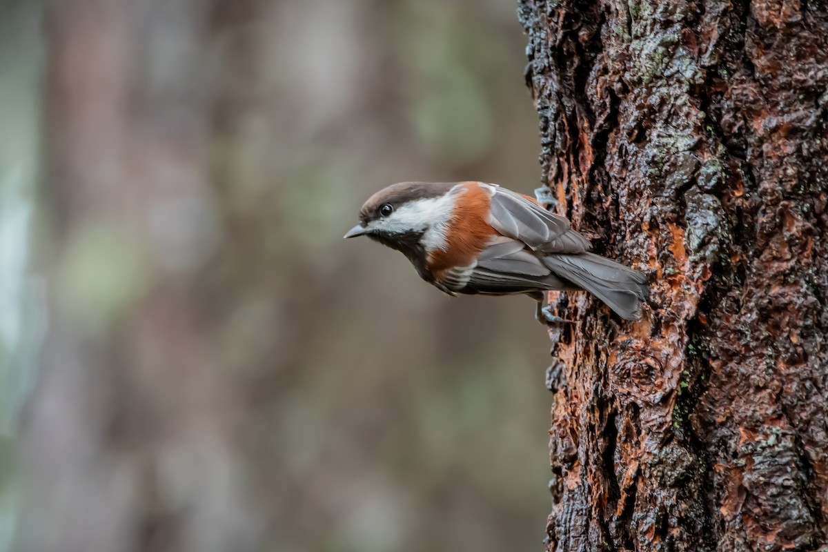 Chestnut-backed Chickadee - ML646861084
