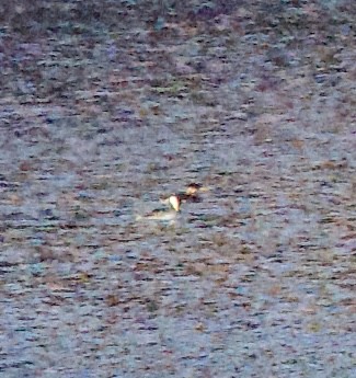 Пірникоза сірощока - ML646861087