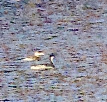 Пірникоза сірощока - ML646861088