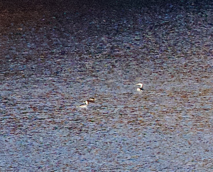 Пірникоза сірощока - ML646861089