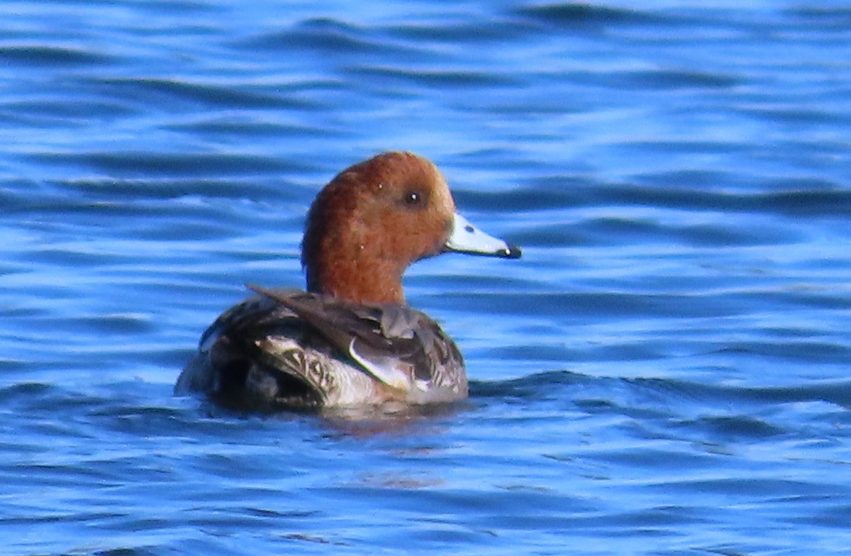 Eurasian Wigeon - ML646861092