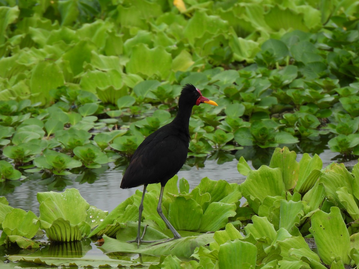 Kırmızı Alınlı Jakana - ML646861093