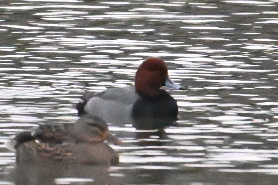 Redhead - ML646861095