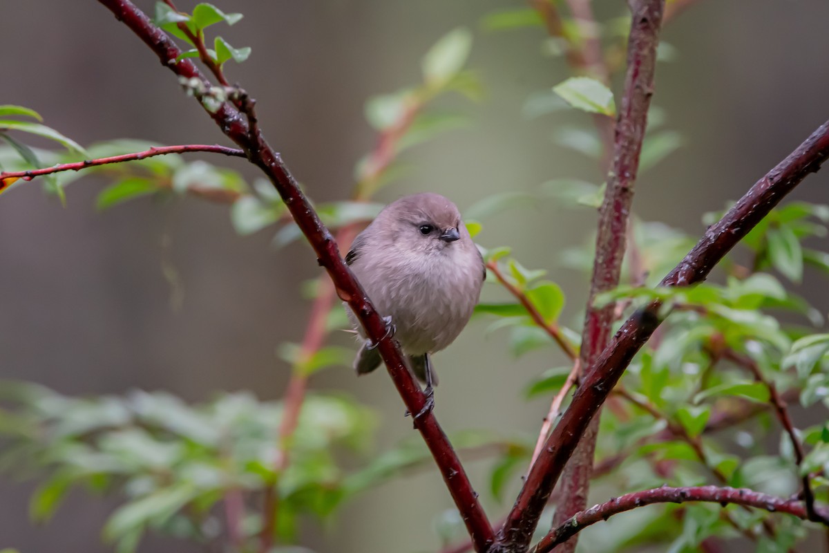 Bushtit - ML646861097