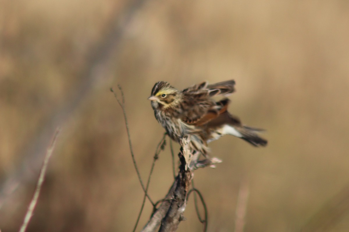 Savannah Sparrow - ML646861098